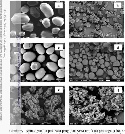 Gambar 9  Bentuk granula pati hasil pengujian SEM untuk (a) pati sagu (Chin et 