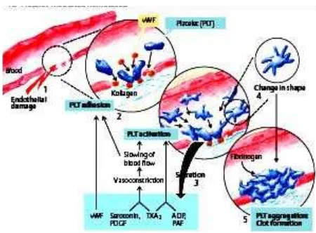 Gambar  1. Tahap-tahap pembentukan trombus.   Dikutip dari : Despopoulos A, Silbernagl S.29 