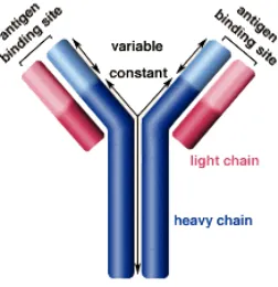 Gambar 1. struktur molekul antibodi (Sumber : http//www.biology.arizona.edu/immunologl) 
