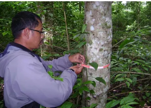 Gambar 3. Mengukur keliling pohon di dalam plot sampel pengamatan di hutan Danau Buyan 