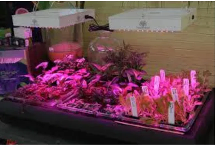 Gambar 5. Budidaya tanaman didalam rumah cahaya LED sebagai sinar proses photosintesa 