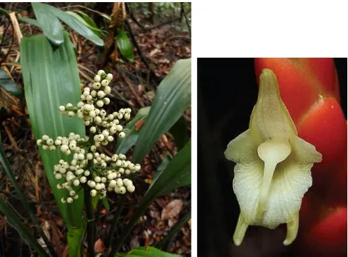 Gambar 1.5  Hanguana triangulatasharply triangular shape of the stigma (female part of the flower)