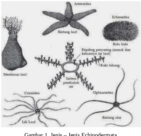 Gambar 1. Jenis – Jenis Echinodermata