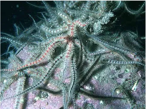 Gambar 2. Bintang Ular (Ophiothrix Fragilis)