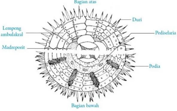 Gambar 3. Struktur Tubuh Echinus sp.