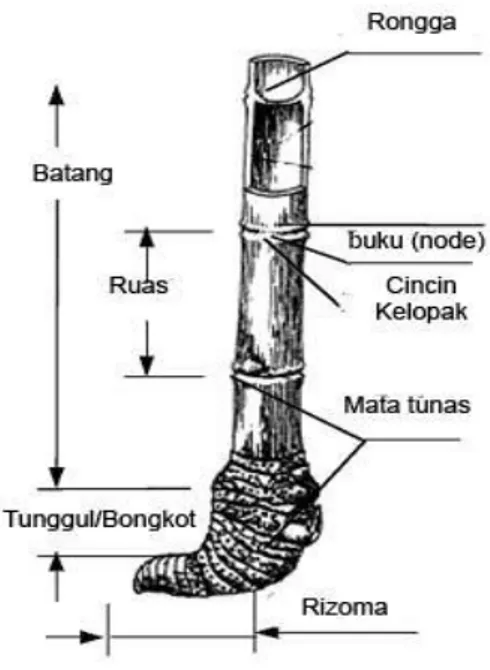 Gambar 2.2Anatomi bambu (riyashingwa 2004) 