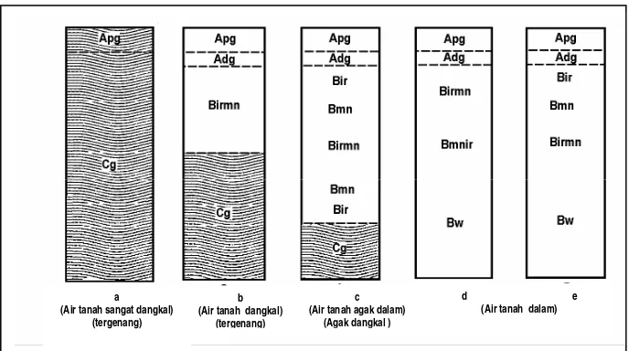 Gambar 5. Profil tanah sawah dengan kedalaman air tanah yang berbeda 