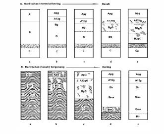 Gambar 6. Skema perkembangan profil tanah sawah, masing-masing berasal dari tanah terestrial kering dan tanah tergenang (basah) (Kanno, 1978) 