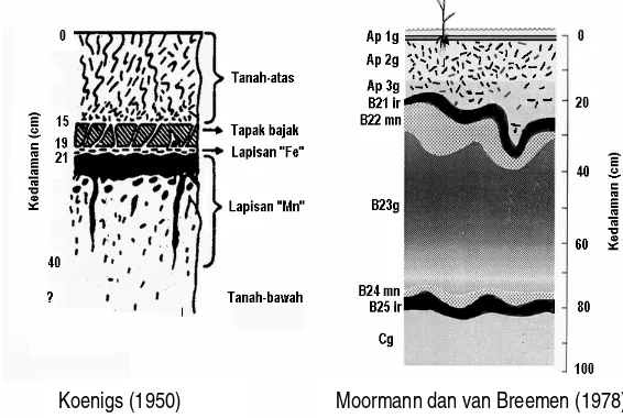 Gambar 1. Profil tanah sawah tipikal menurut Koenigs (1950), serta Moormann dan van Breemen (1978) 