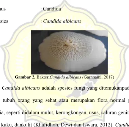 Gambar 2. BakteriCandida albicans (Garnhami, 2017) 