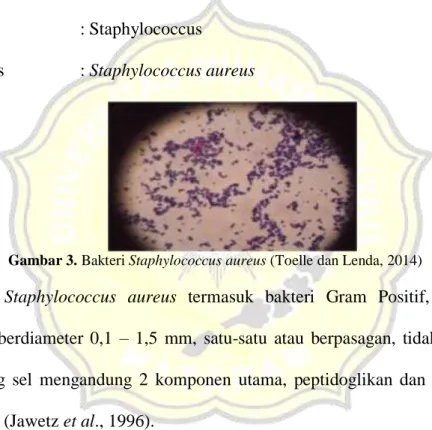 Gambar 3. Bakteri Staphylococcus aureus (Toelle dan Lenda, 2014) 