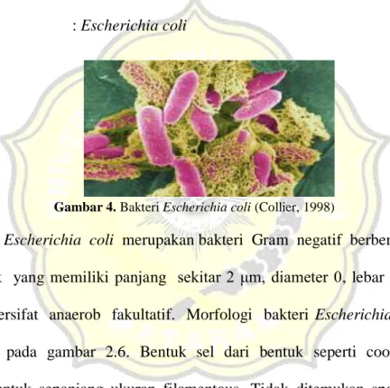 Gambar 4. Bakteri Escherichia coli (Collier, 1998) 