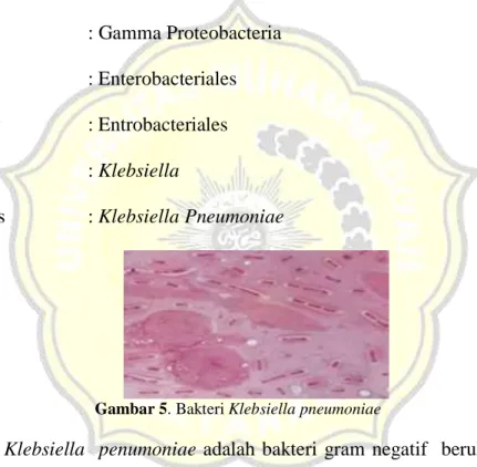 Gambar 5. Bakteri Klebsiella pneumoniae 