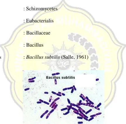 Gambar 6. Bakteri Bacillus subtilis