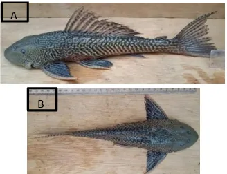 Gambar 1. Morfologi Ikan Sapu-Sapu [a] tampak  samping dan [b] tampak atas  