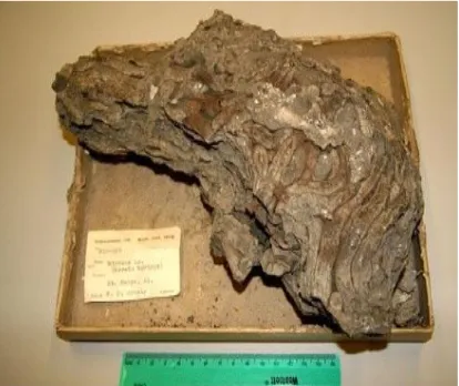 Gambar 5. Boundstone