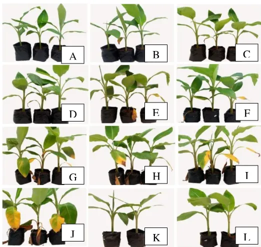 Gambar 1.  Gejala penyakit layu bakteri pada tanaman pisang pasca infeksi (A) hari ke-5 pasca infeksi (B) 