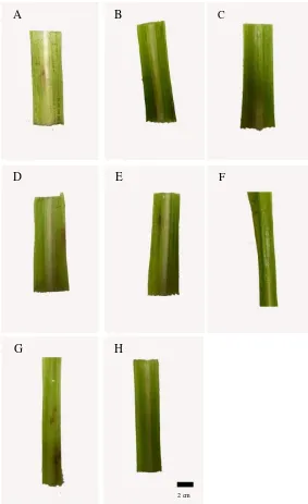 Gambar 2 Sayatan membujur psedostem pasca infeksi R.Solanacearum (A) hari ke-1 pasca infeksi (B) hari ke-2 pasca infeksi (C) hari ke-3 pasca infeksi (D) hari ke-4 pasca infeksi (E) hari ke-5 pasca infeksi (F) hari ke-6 pasca infeksi (G) hari ke-7 pasca inf