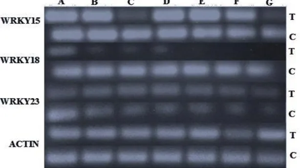 Gambar 3 Ekspresi semi kuantitatif WRKY15, WRKY18, WRKY23 dan ACTIN pada pisang pasca infeksi 