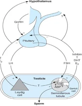 Gambar 4. Aksis hipotalamus-hipofisis-testis. testosteron masuk ke tubulus seminiferus