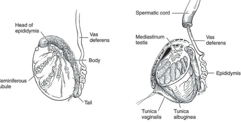Gambar 1. Anatomi Testis, duktus efferen, epididimis, dan duktus deferens Dikutip dari buku Smith & Tanagho’s General Urology, Edisi 18.24 