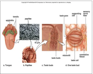 Gambar 2. Taste buds pada lidah, papila, dan penampang tastebuds                               dan bagian-bagiannya  19 