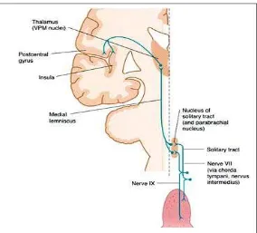 Gambar 4. Proses Rangsang Pengecap dari Taste Buds          sampai dipersepsikan di Thalamus21 