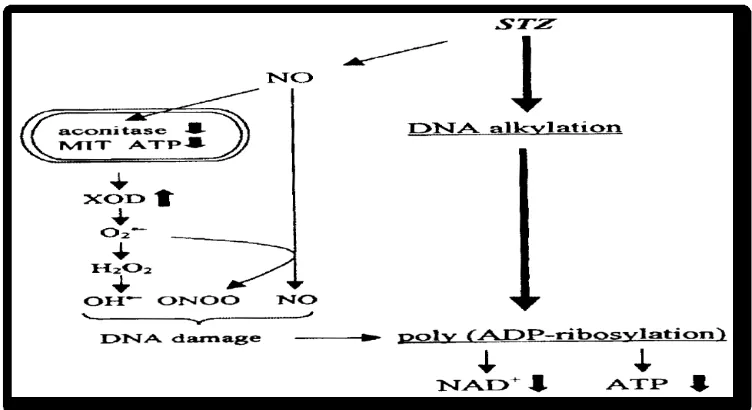 Gambar 5: Mekanisme  induksi kerusakan  sel ß pankreas pada tikus oleh streptozotocin; MIT = mitokondria; XOD = xanthine oksidase 