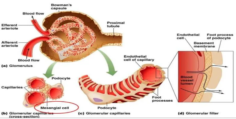 Gambar 1. Dinding kapiler glomerulus sebagai filter biologis komplek. Sumber: Christhoper C,2012 