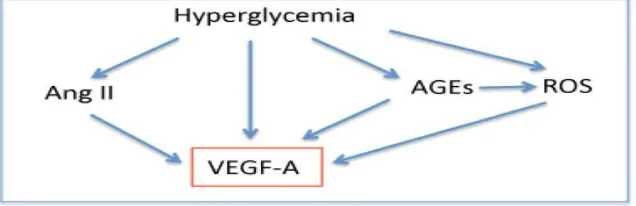 Gambar 2. Pathways peningkatan VEGF pada diabetes Melitus  Sumber : Alda Tufro & Delma Veron, 2012 