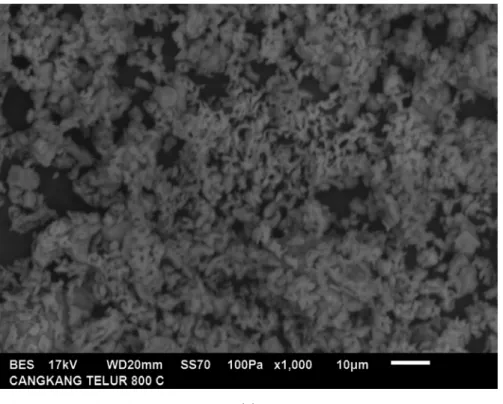 Gambar L1.3 Hasil Analisa SEM Adsorben Cangkang Telur Bebek pada Suhu  800 0 C dengan Perbesaran (a) 500x, (b) 800x, (c) 1000x 