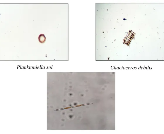 Gambar 2. Spesies diatom planktonik yang sering dijumpai pada saat pengamatan  dengan perbesaran 10x10
