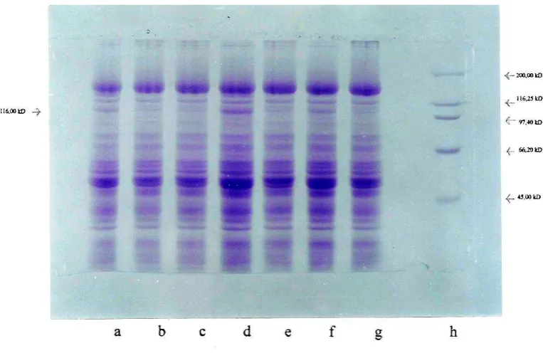 Figure 3. SDS-PAGE electrophoresis of mitochondrial proteins. 