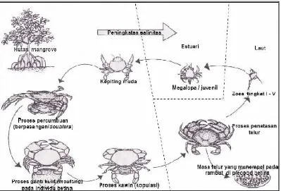 Gambar 2.1. Daur Hidup Kepiting Bakau Scylla serrata (Soim, 1999).  