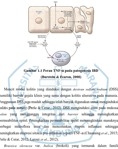 Gambar 1.1 Peran TNF- pada patogenesis IBD  
