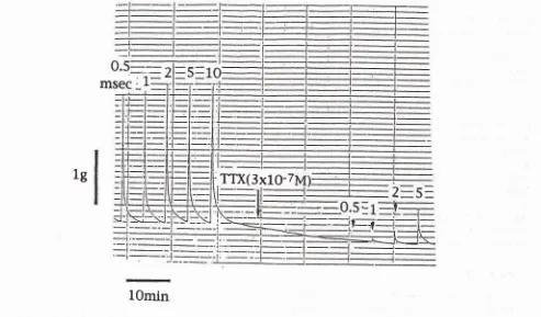 Figure 5' Intralunùnal pressure tion) ofthe epididytuis and vas deferens b1'direct electrical sritlulatio,l (2ntsec, gv, lo Hz; nerve of sti,,tula-the seninal tracr