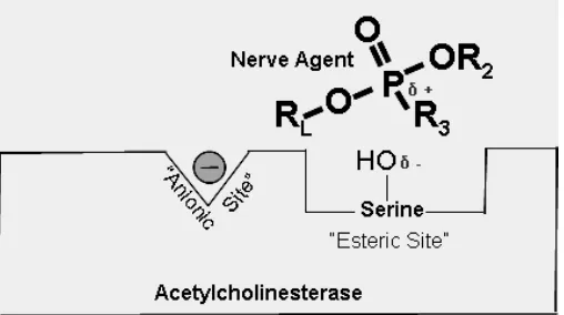 Gambar  3.  Mekanisme pembentukan kolin dan asam asetat dari asetilkolin yang dikatalisis oleh asetilkolinesterase.22 