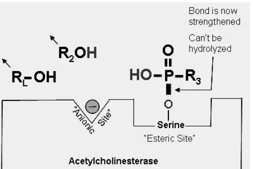 Gambar 5.   Mekanisme kolinesterase inhibitor dalam penghambatan  