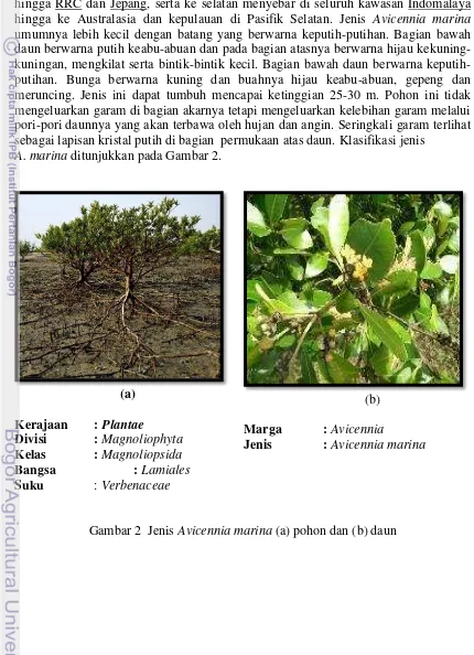 Gambar 2  Jenis Avicennia marina (a) pohon dan (b) daun 