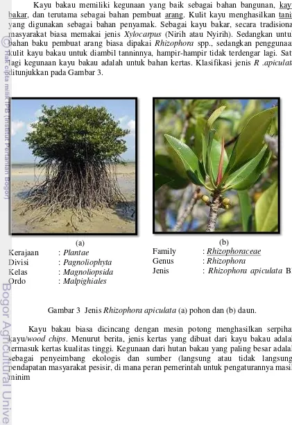 Gambar 3  Jenis Rhizophora apiculata (a) pohon dan (b) daun. 