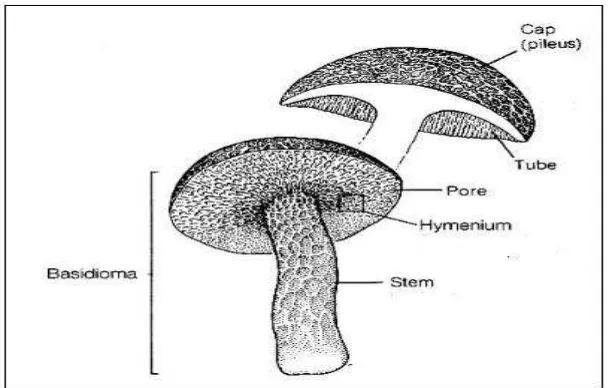 Gambar  8.  Basidiospoara dan  basidium                                      (Sumber: Holt,J