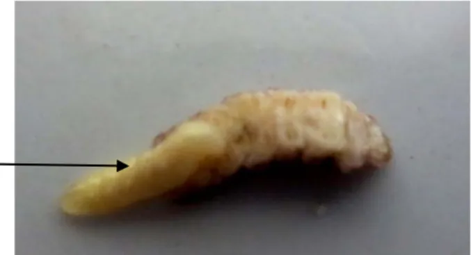Gambar 1. Larva Xanthocampoplex sp. 
