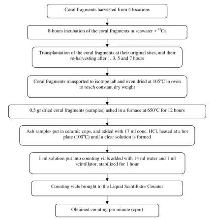 Fig. 2. Scheme of 45Ca counting from harvest to cpm in coral fragments samples. 