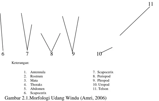 Gambar 2.1.Morfologi Udang Windu (Amri, 2006) 