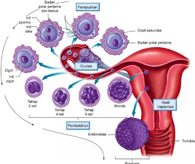 Gambar 8. Tahap-tahap pembuahan (fertilisasi), pembelahan sel dan implantasi. Awal implantasi 