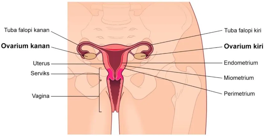 Gambar 9. Ovarium sebagai bagian dari genitalia interna wanita. Sumber: Peate dan Nair (2015)