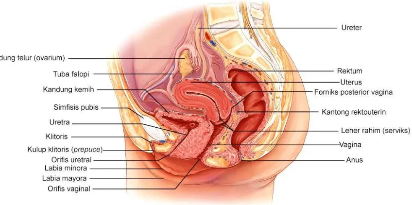 Gambar 1. Penampang lateral (tampak samping) dari anatomi genitalia interna wanita. Sumber: 