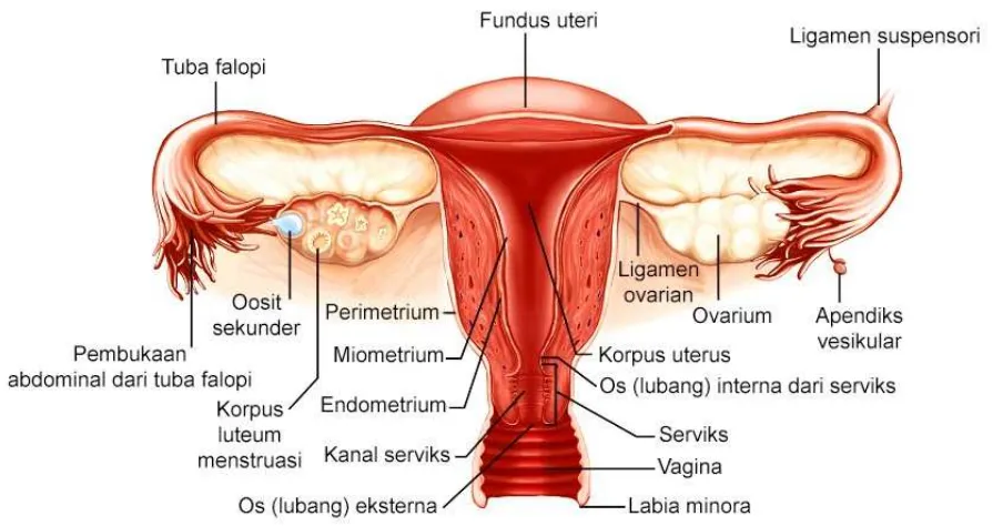 Gambar 2. Penampang anterior (tampak depan) dari anatomi genitalia interna wanita.  Sumber: 