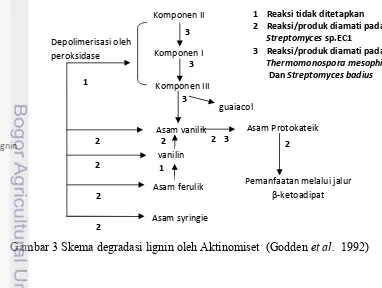 Gambar 3 Skema degradasi lignin oleh Aktinomiset  (Godden  et al.  1992) 
