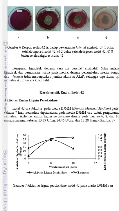 Gambar 7 Aktivitas lignin peroksidase isolat 42 pada media DJMM cair 